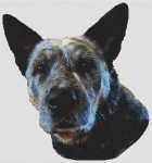 (image for) Ringo - Australian Cattle Dog